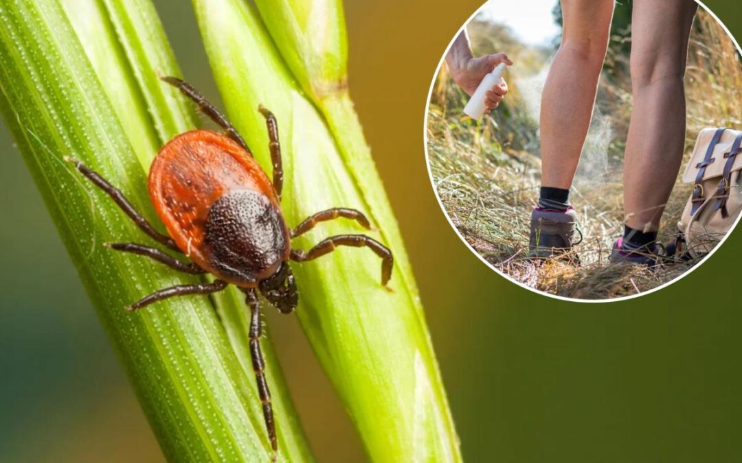 Tick populations are surging in these states — here’s what homeowners can do to keep their yards safe