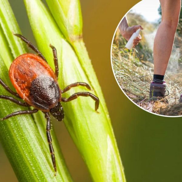 Tick populations are surging in these states — here’s what homeowners can do to keep their yards safe