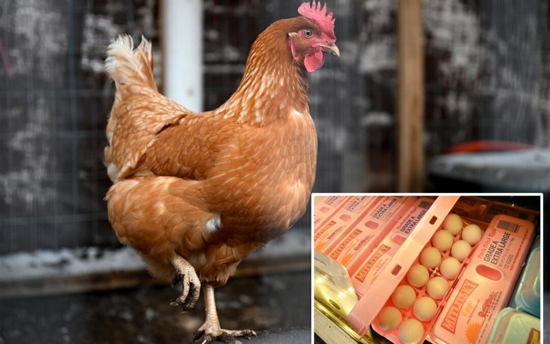 Big egg producers artificially inflated prices as Americans struggled to buy groceries, must now pay $3.3M: DOJ