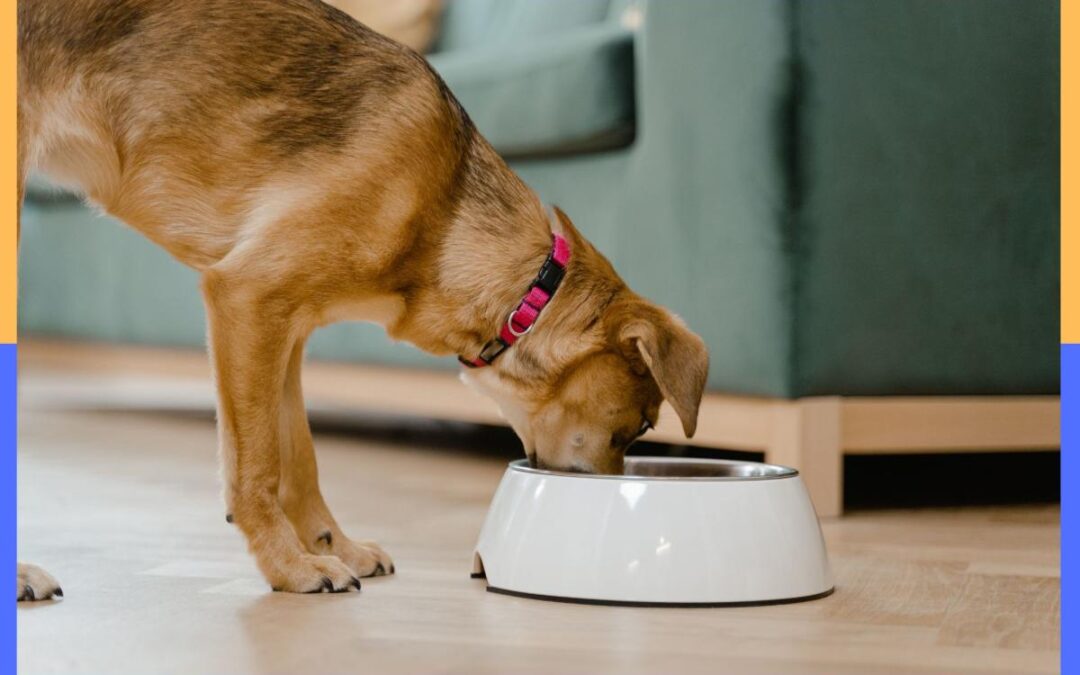 Fido-approved! 15 best dog food delivery services