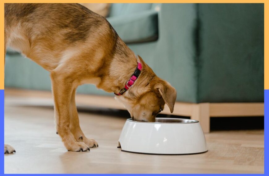 Fido-approved! 15 best dog food delivery services