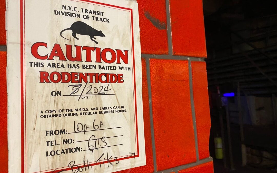 NYC rats and mice are evolving past our methods of extermination: study
