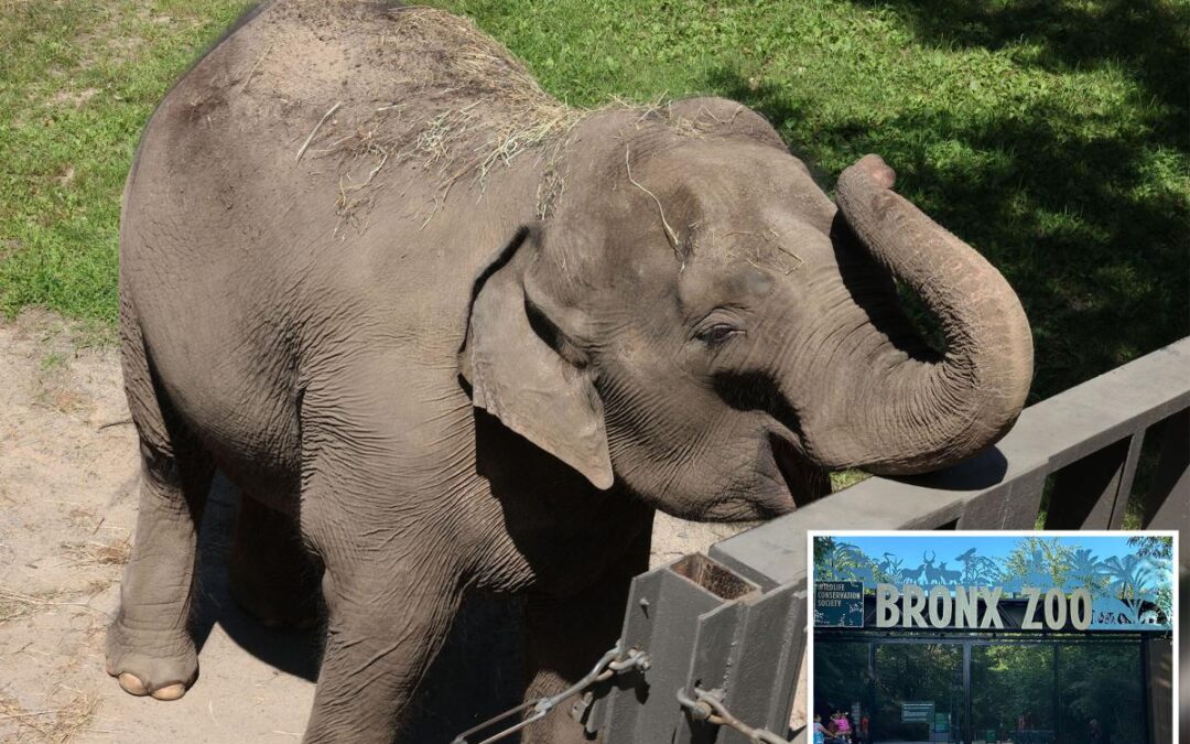 Bronx Zoo may move last remaining elephant ‘Patty’ to Tennessee sanctuary: report