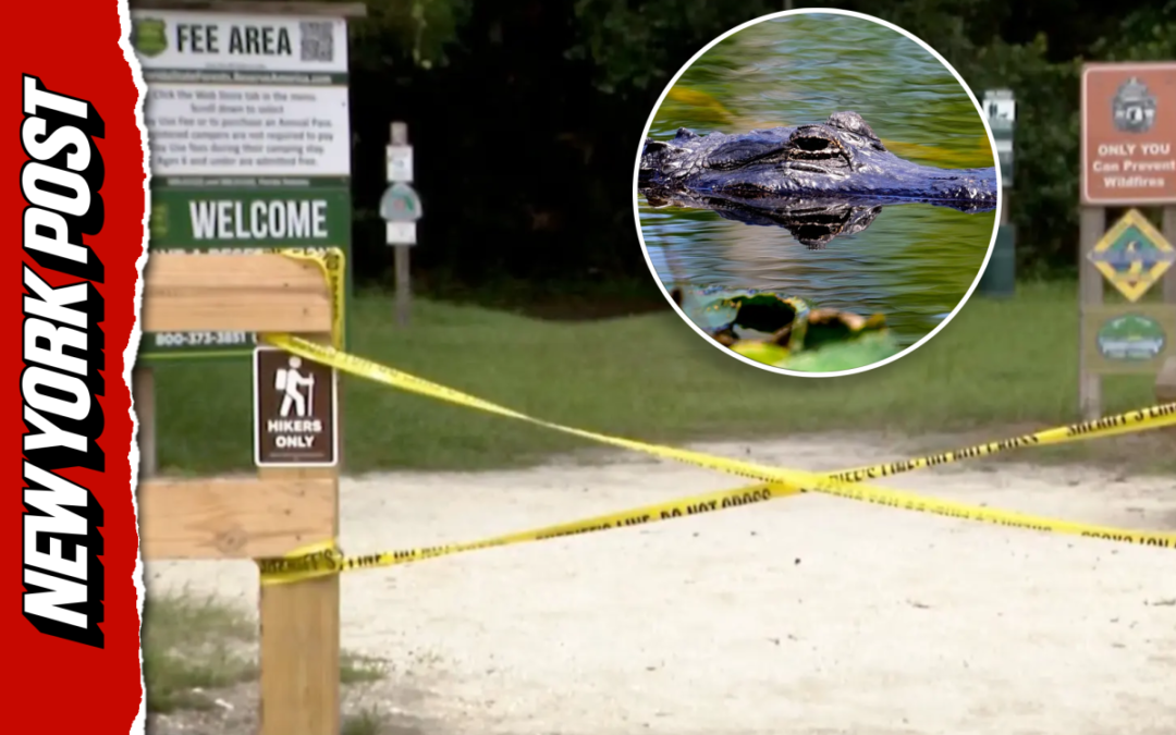 ‘Her arm is completely off’: chilling 911 calls capture response to fatal Florida gator attack