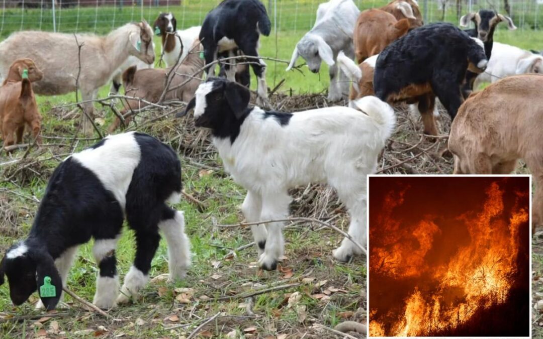 Outrageous California wage change will put wildfire-fighting goats out of business, owners say